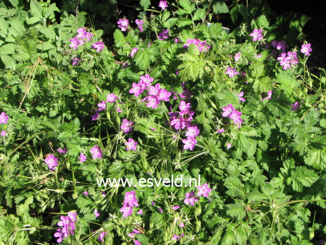 Erodium manescavii