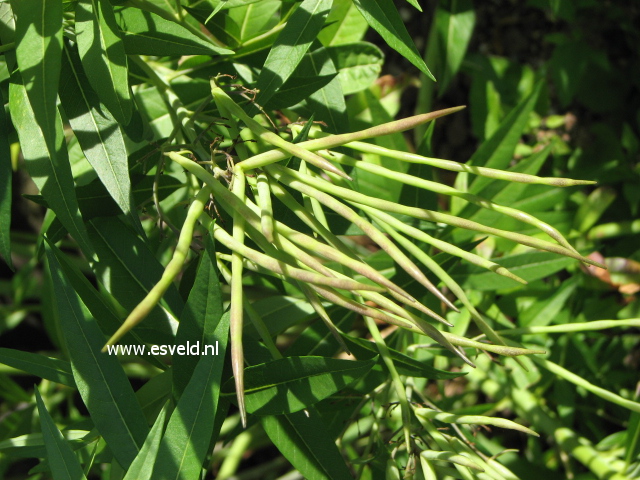 Amsonia tabernaemontana