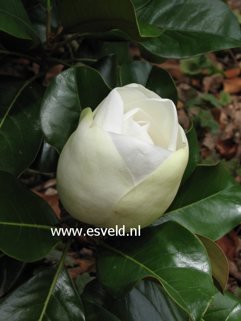 Magnolia grandiflora 'Treyvei'