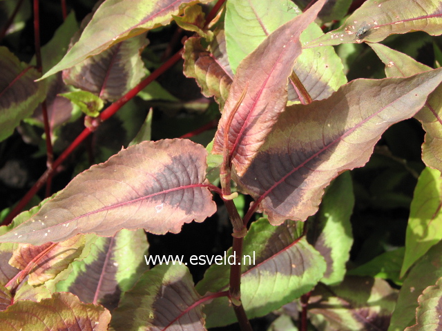 Persicaria microcephala 'Red Dragon'