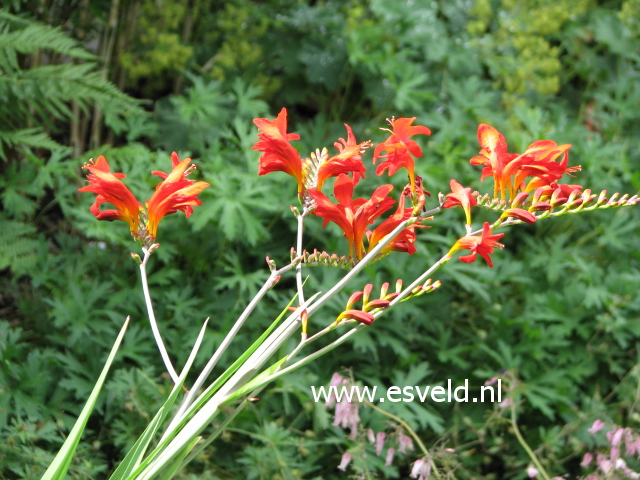 Crocosmia 'Lucifer'