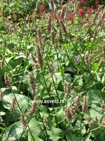 Persicaria bistorta 'Superba'