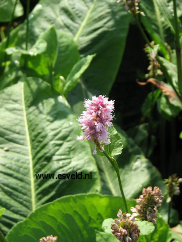 Persicaria bistorta 'Superba'