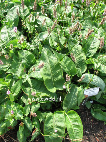 Persicaria bistorta 'Superba'