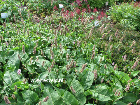 Persicaria bistorta 'Superba'