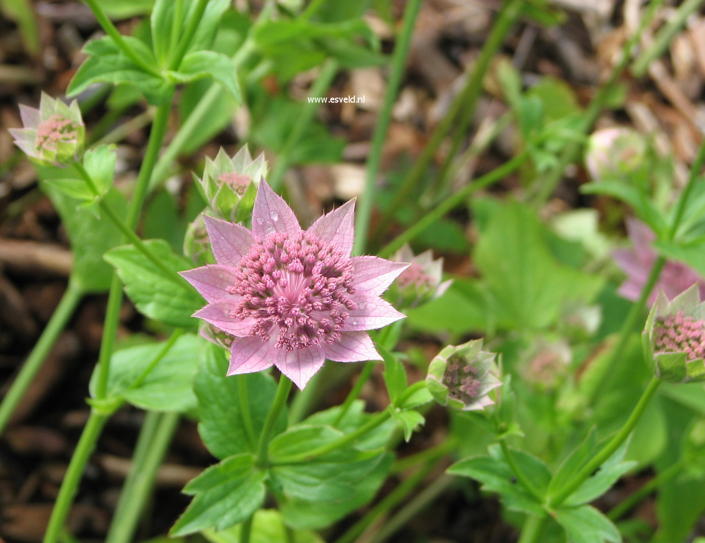 Astrantia maxima