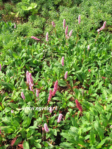 Persicaria affinis 'Superba'