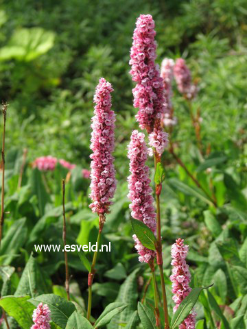 Persicaria affinis 'Superba'