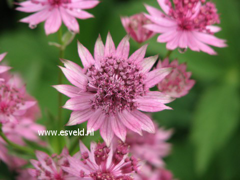 Astrantia major 'Roma'