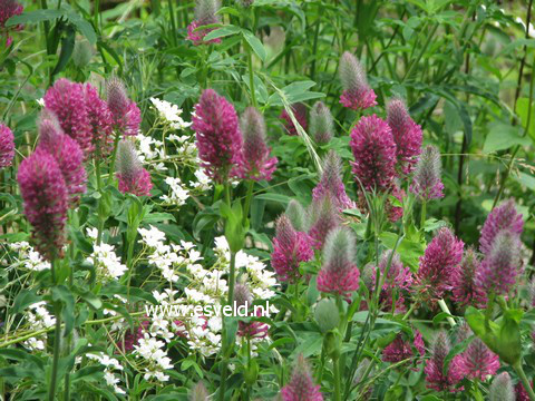 Trifolium rubens