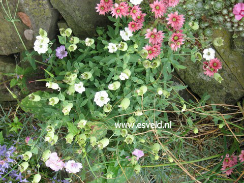 Silene uniflora 'Weisskehlchen'