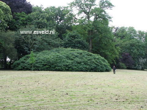 Aesculus parviflora