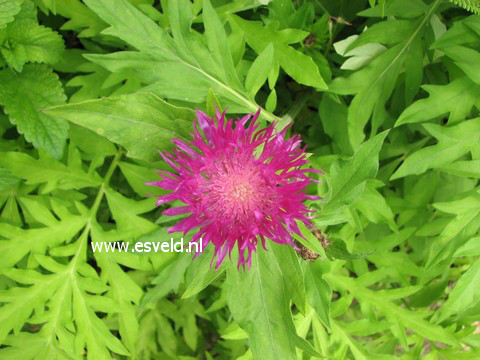 Centaurea dealbata 'Steenbergii'