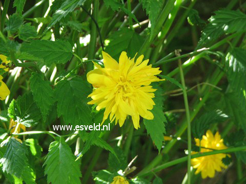 Kerria japonica 'Pleniflora'