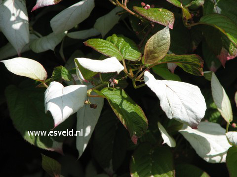 Actinidia kolomikta