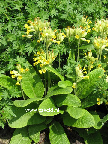 Primula veris