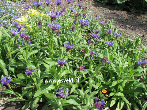Centaurea montana 'Grandiflora'