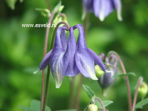 Aquilegia vulgaris