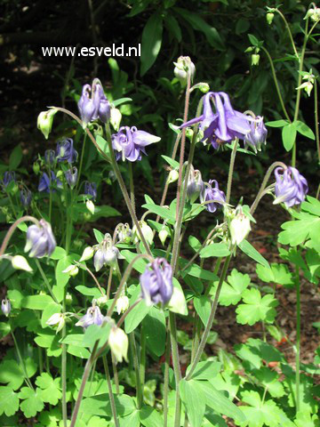 Aquilegia vulgaris