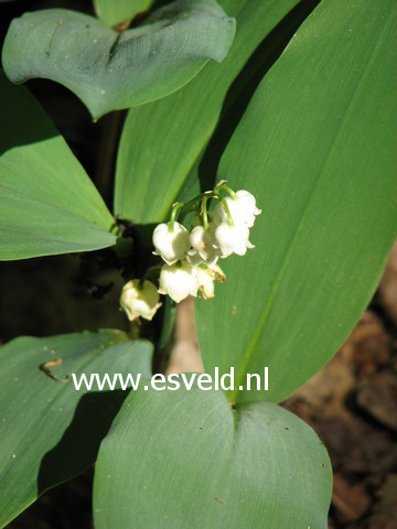 Convallaria majalis