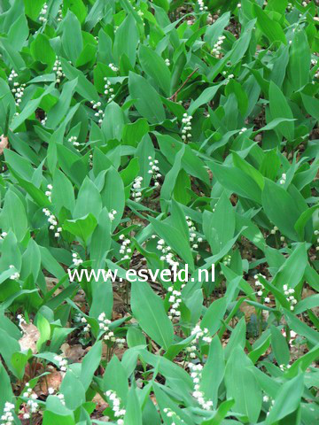 Convallaria majalis