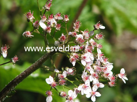 Darmera peltata