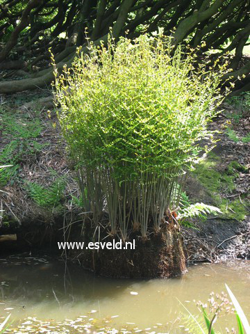 Osmunda regalis