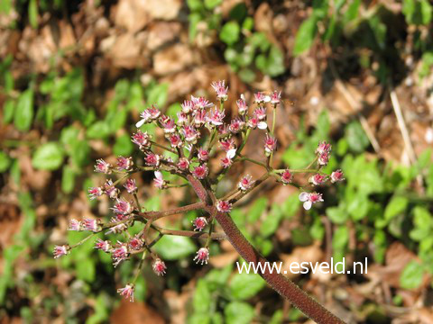 Darmera peltata