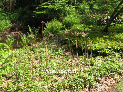 Darmera peltata