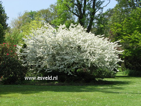 Malus toringo sargentii