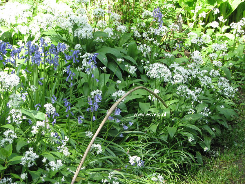 Allium ursinum