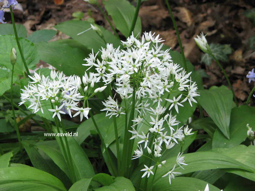 Allium ursinum