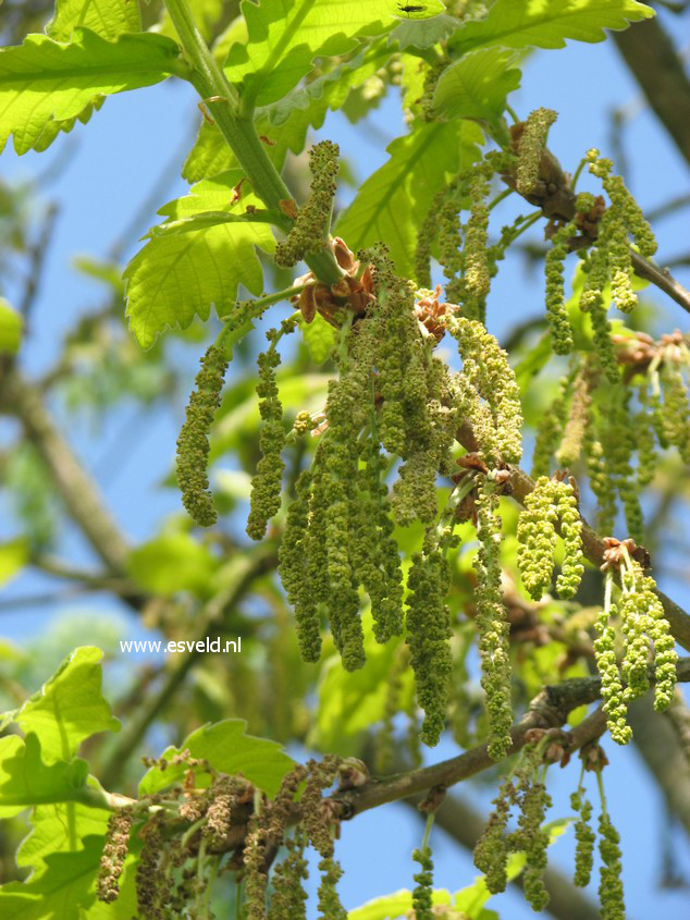 Quercus dentata 'Carl Ferris Miller'