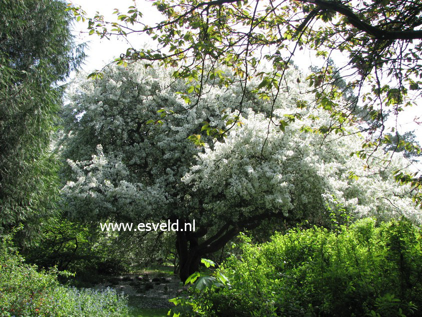 Malus baccata mandshurica