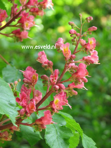 Aesculus carnea 'Briotii'