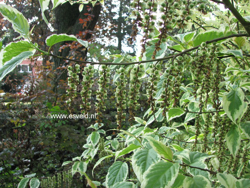 Stachyurus chinensis 'Magpie'