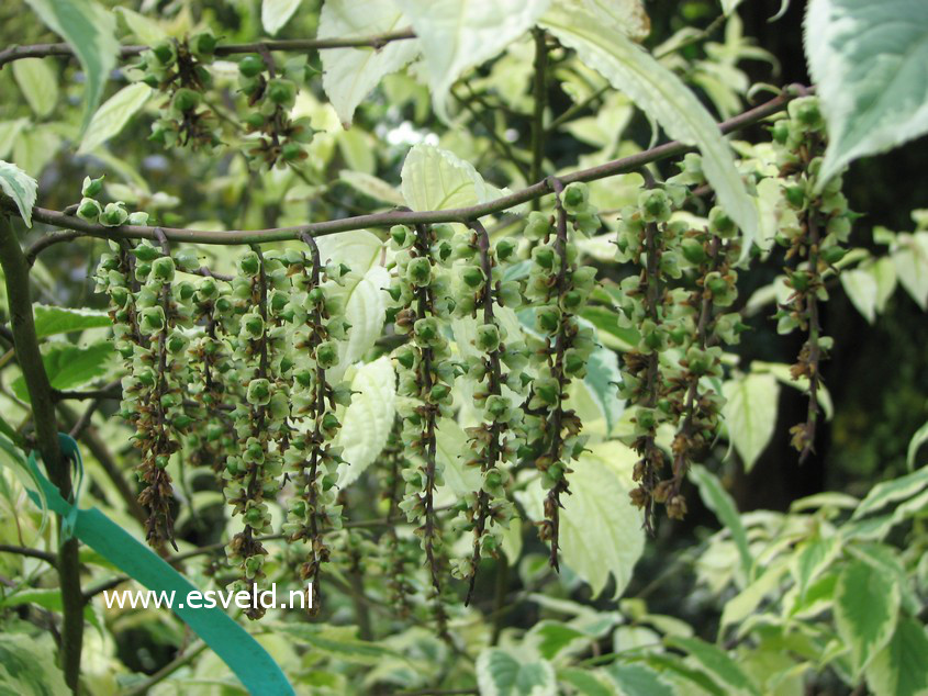 Stachyurus chinensis 'Magpie'