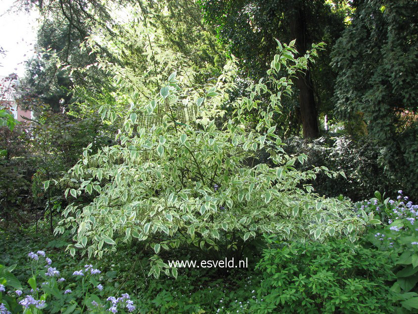 Stachyurus chinensis 'Magpie'