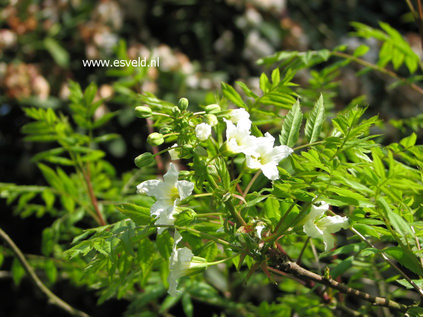 Xanthoceras sorbifolium