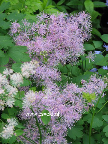 Thalictrum aquilegifolium