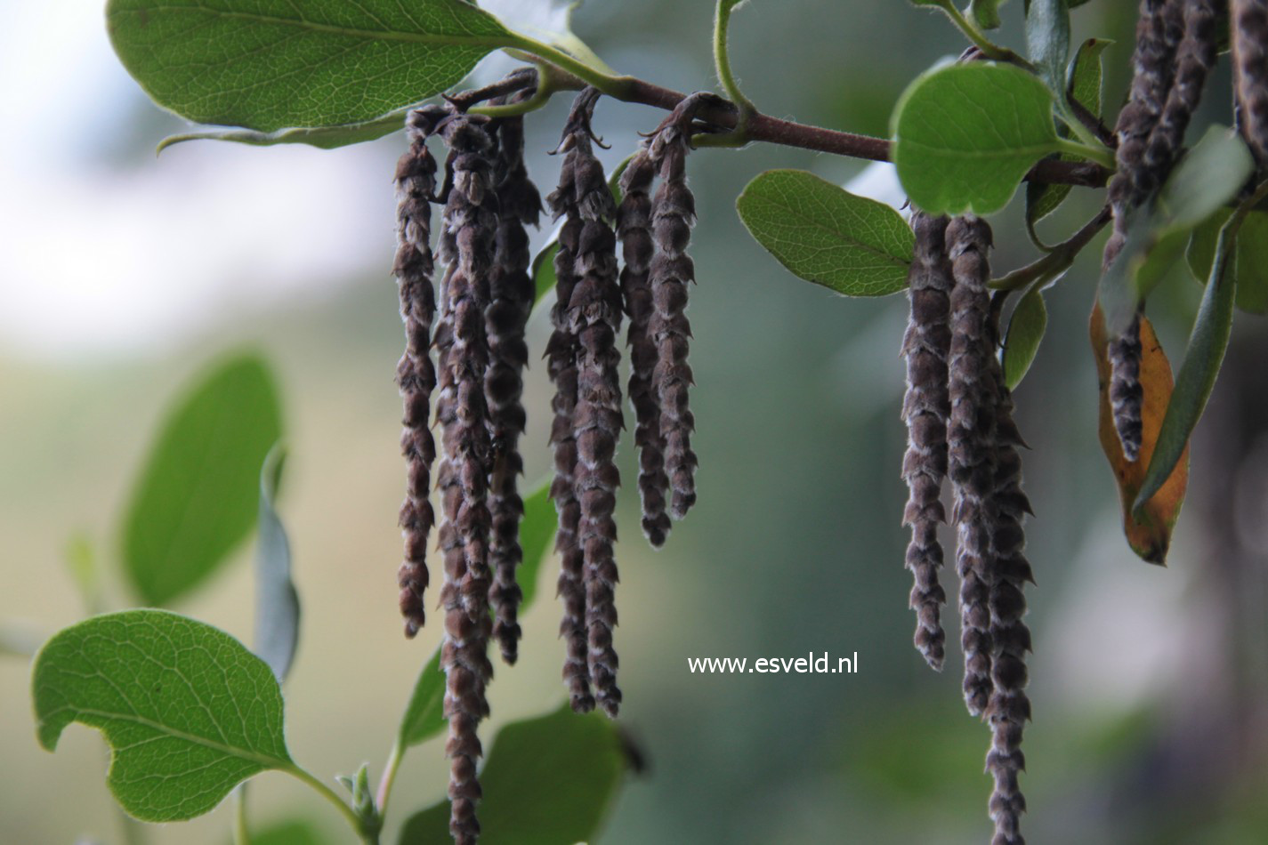 Garrya elliptica