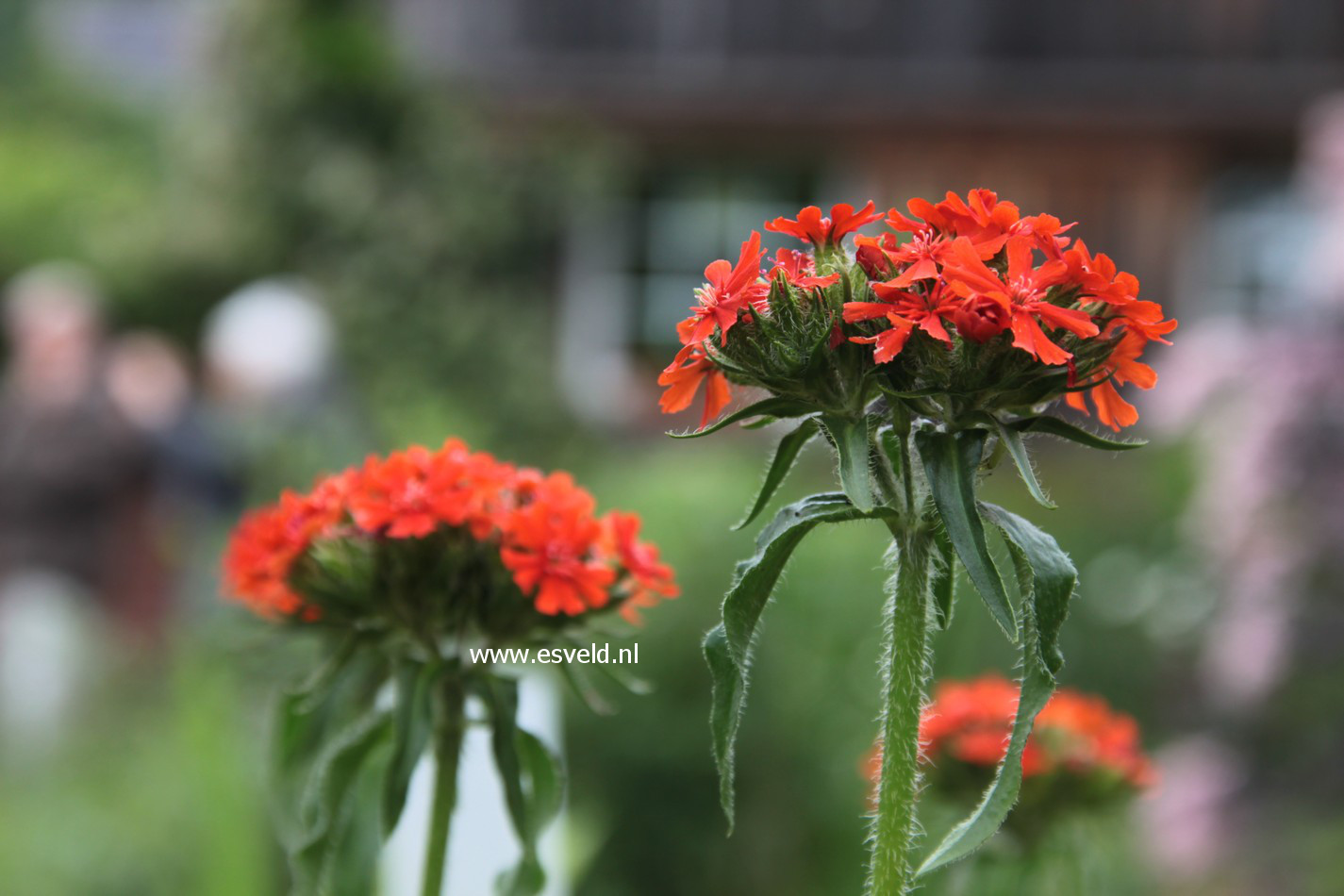 Lychnis chalcedonica