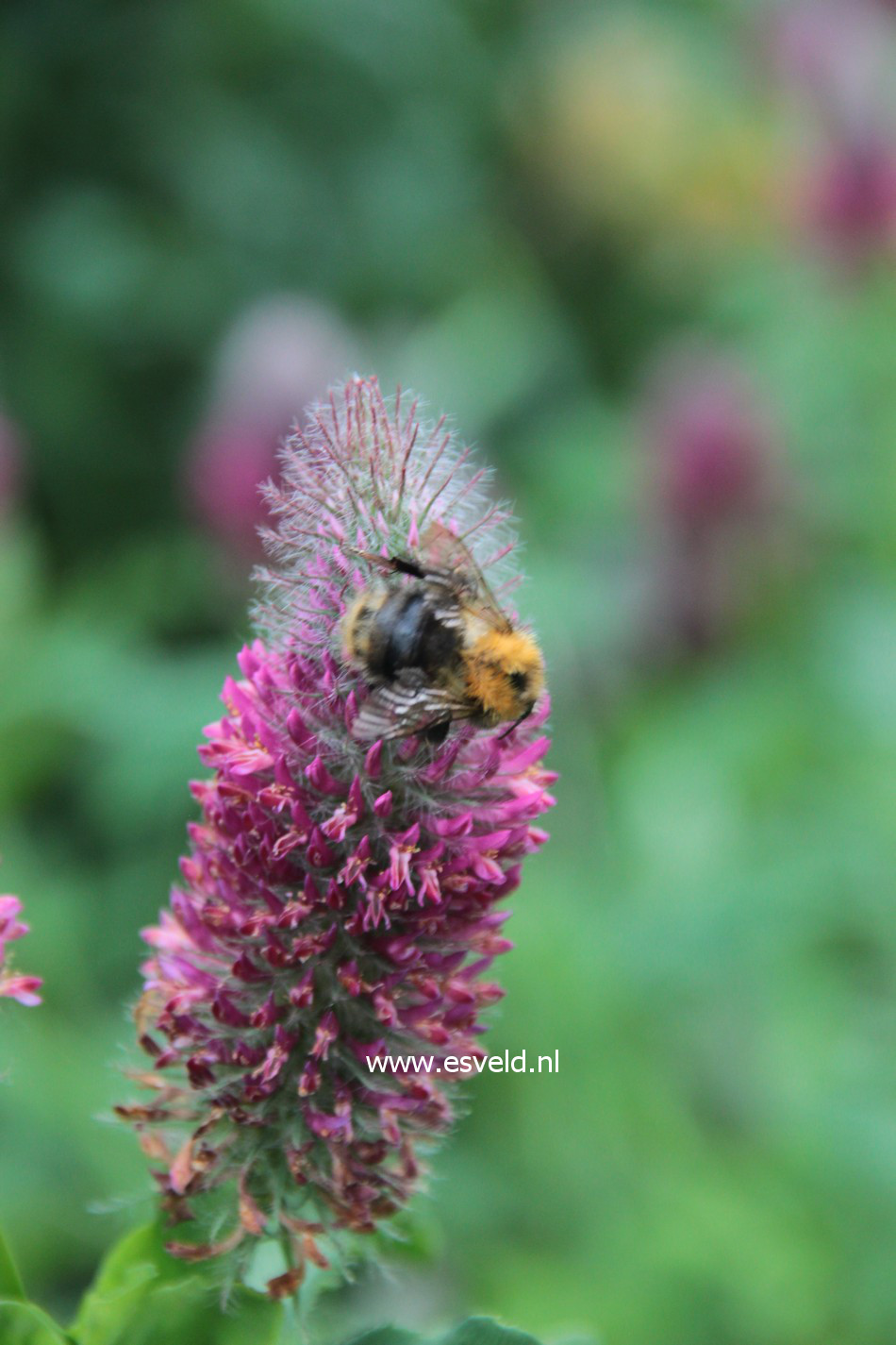 Trifolium rubens