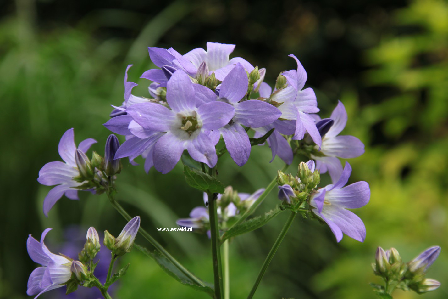 Campanula lactiflora 'Prichard's Variety'