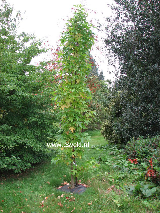 Liquidambar styraciflua 'Slender Silhouet'