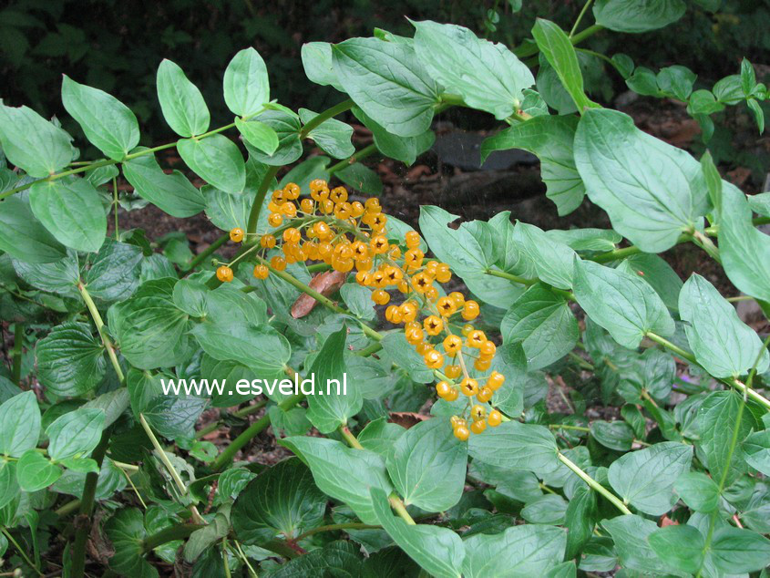 Coriaria terminalis xanthocarpa