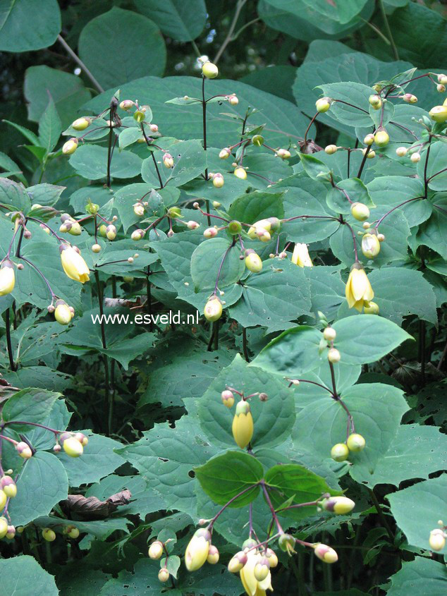 Kirengeshoma koreana