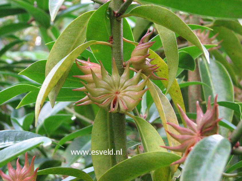 Illicium simonsii