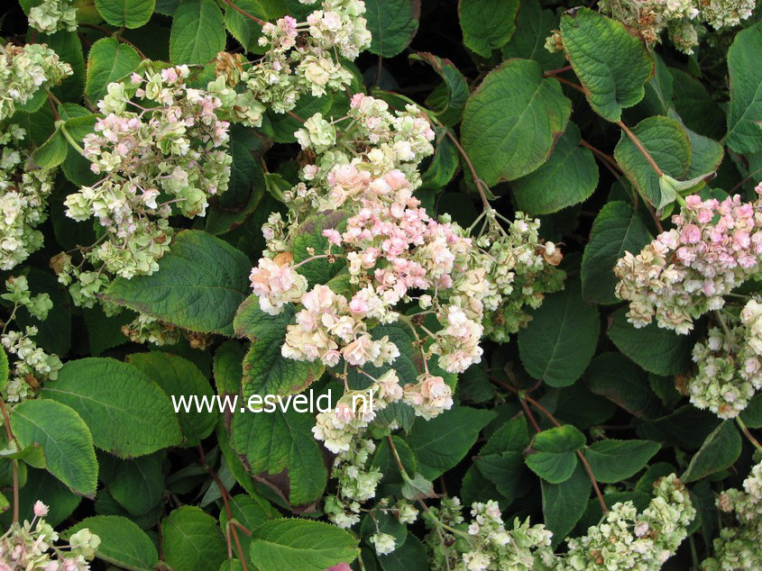 Hydrangea involucrata 'Hortensis'