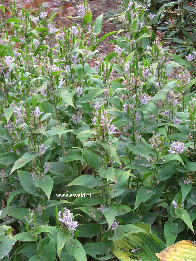 Tricyrtis hirta